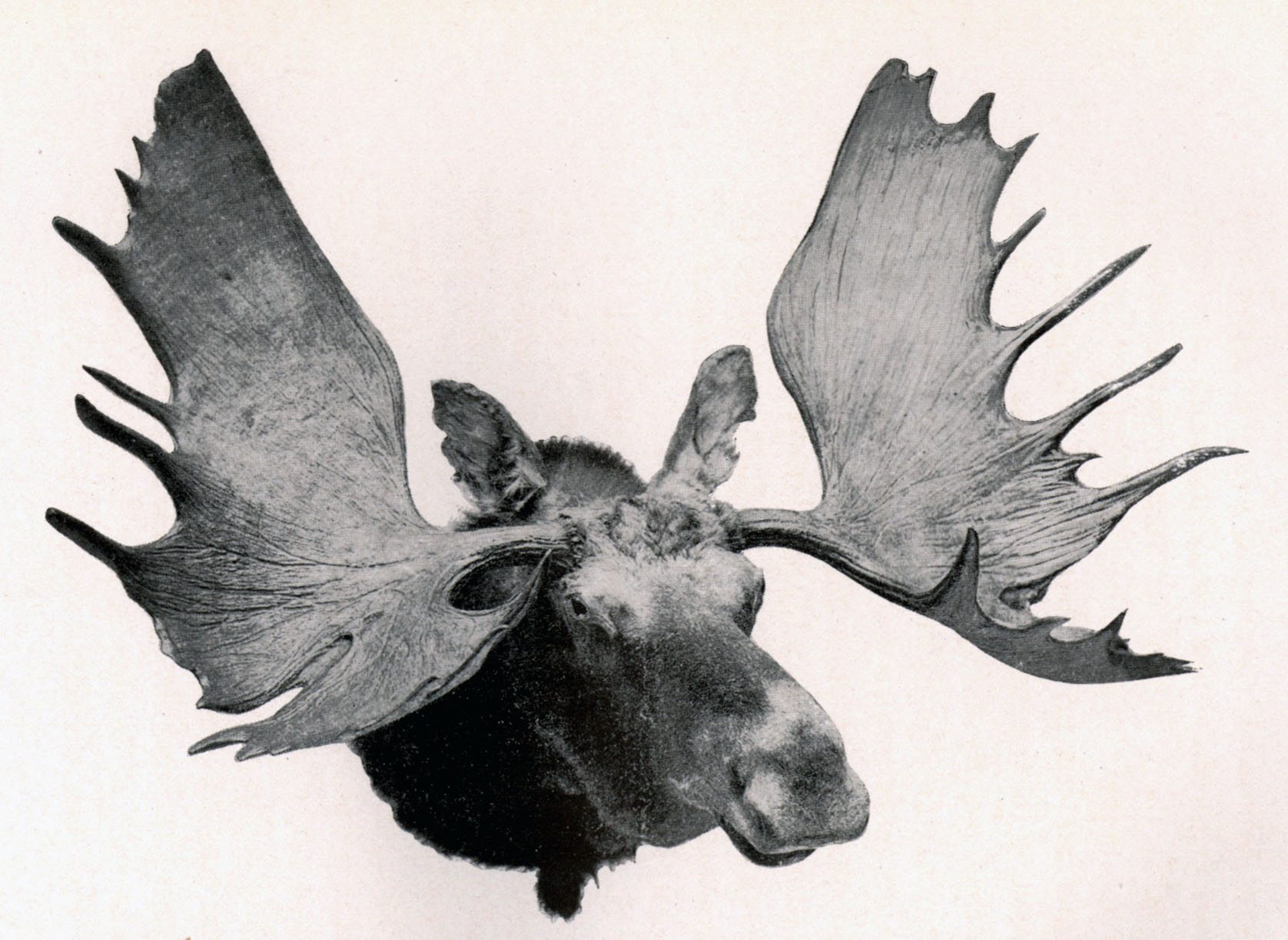 Moose - Alexander Phimister Proctor: The Sculptor in Buckskin