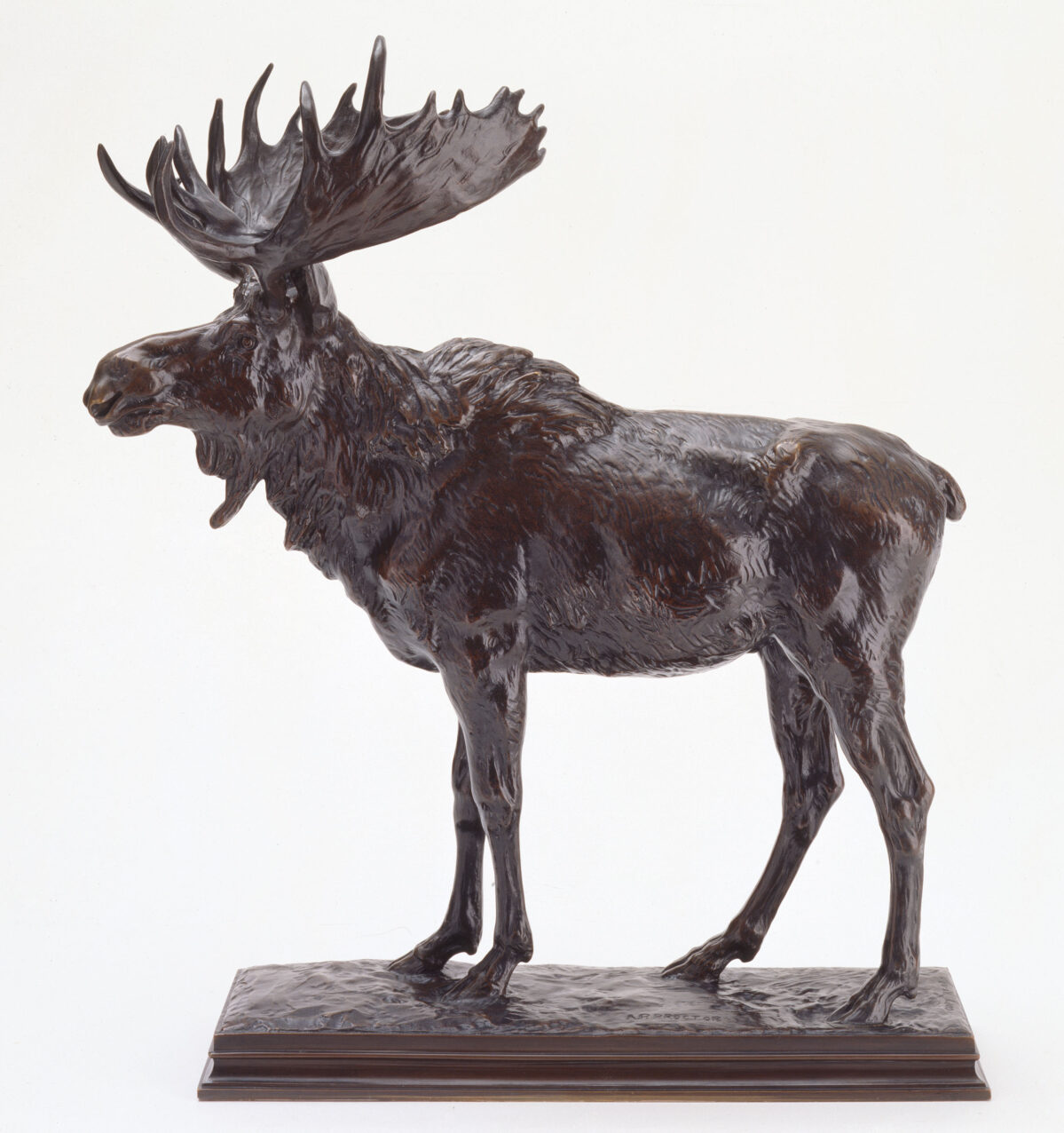 Moose - Alexander Phimister Proctor: The Sculptor in Buckskin